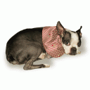 Dog Silk Cape “Maya”