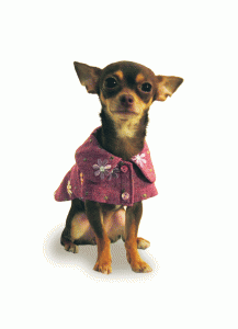 Dog Embroidered Denim Coat “Daisy”     =one of a kind style=
