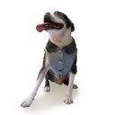 Dog Velvet Jacket with ties “Platinum”